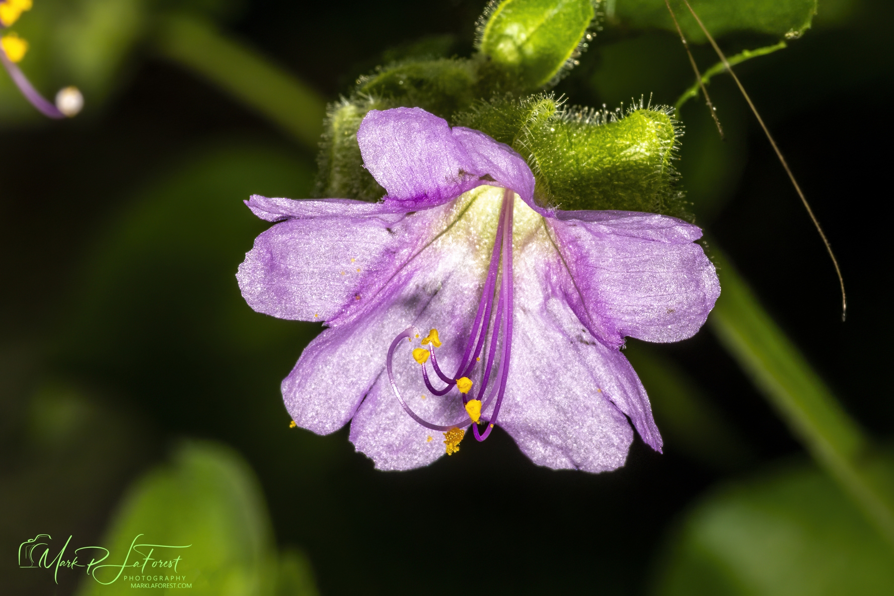 Prairie Four O`clock, Austin, Texas